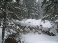 Spadlý kmen stromu a velké množství sněhu. | 17.3.2009