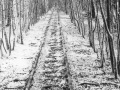 Listnatým lesíkem ubíhá opuštěná Heřmanička dále | 17.12.1988