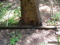 Kmeny stromů pomalu ale jistě vrůstají do kolejnic. | 26.5.2009